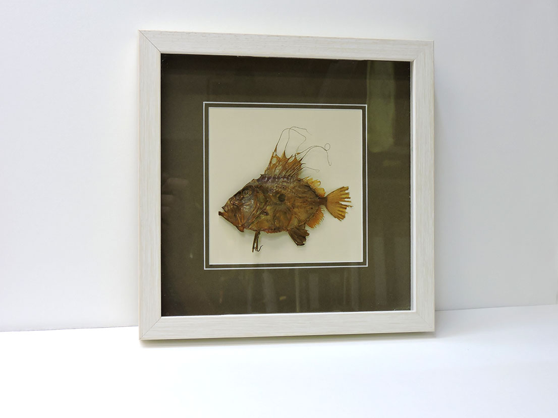 Uokviravanje ribe Kovač